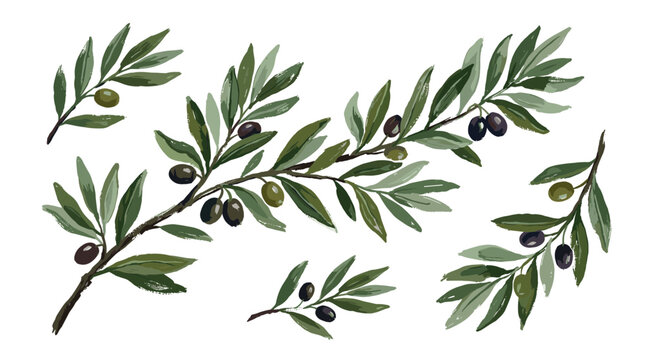 Hand drawn olive branches with green and black olives and leaves isolated on white background watercolor illustration