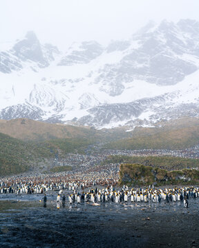 View of a massive colony of king penguins gathered on a dark shoreline with snow-covered mountains and misty peaks in the background South Georgia and the South Sandwich Islands.
