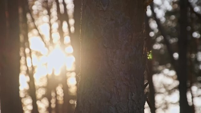 A textured pine tree trunk stands tall as golden sunlight flares brightly through the blurred forest background. Concept of nature, serene woodland atmosphere, and the beauty of sunset light
