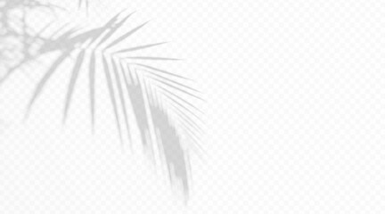 Obraz premium Tropical palm leaf shadow overlay on transparent background. Soft plant silhouette with diffused light effect. Minimal abstract botanical shade texture for design.
