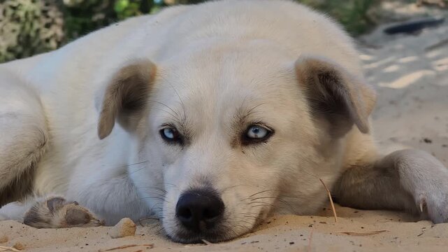 Close-up ground-level view of a white dog with blue eyes resting on sand. The animal lies with its head down while looking at the camera to show alertness and loyalty.