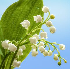 Fototapeta premium Gros plan de clochettes de muguet avec de grandes feuilles vertes et des gouttes de rosée sur un fond de ciel bleu