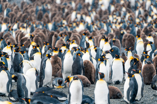 View of King Penguin colony with adults and fluffy brown chicks standing on a rocky beach during a light snowfall South Georgia and the South Sandwich Islands.