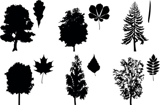 Black silhouettes of trees and their leaves : Oak (Quercus robur), Maple (Acer platanoides), Birch (Betula pendula), Chestnut (Aesculus hippocastanum), Spruce (Picea abies) and Rowan (Sorbus aucuparia