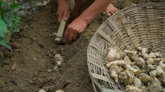Harvesting fresh ginger roots into woven basket