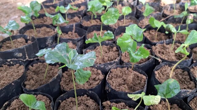 Young Robusta Coffee Seedlings Coffea canephora Growing in Black Polybags at Plant Nursery for Sustainable Farming and Agriculture Industry