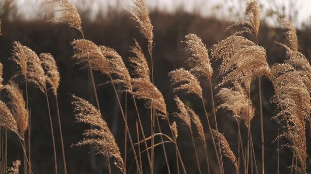 Desolate withered grassland