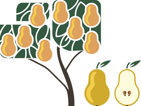 Stylized Flat Design Pear Tree and Fruit (Pyrus communis) with cross section