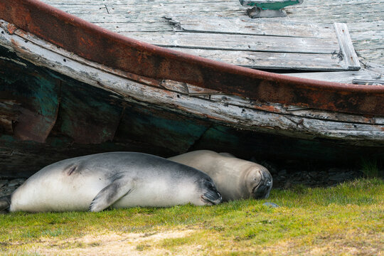 View of two elephant seals resting on green grass beneath the weathered wooden hull of a rusted shipwreck Grytviken, South Georgia and the South Sandwich Islands.