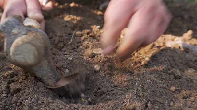 Hands planting sapling in backyard garden soil