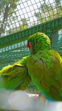Green parrots preening each other in a sunny outdoor aviary setting