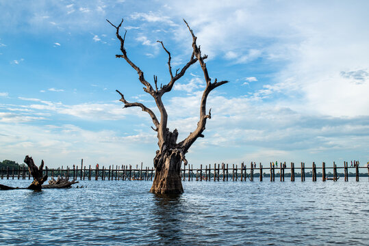 Large dead tree in Taungthaman Lake with U Bein Bridge in the background, Myanmar.