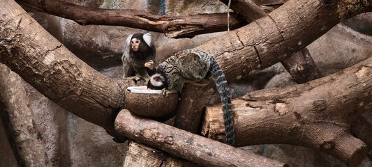 Fototapeta premium Two common marmosets perched on intersecting tree branches inside a zoo enclosure. This image captures the social behavior and feeding habits of marmosets.