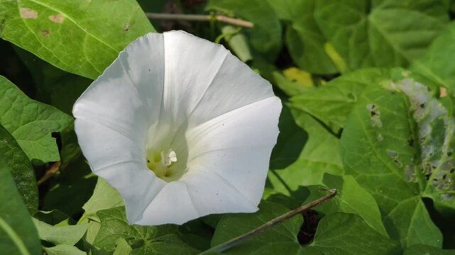 A detailed macro shot shows a delicate white bindweed flower nestled among vibrant green leaves. The trumpet-shaped bloom displays intricate details of the morning glory family.