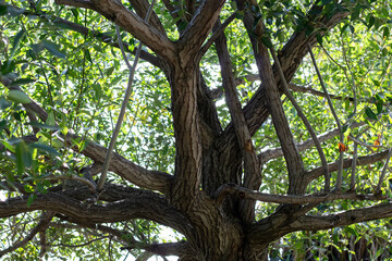 Golden Willow Tree Branches And Leaves Background © Tiffany K