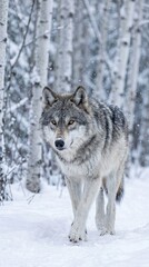 Obraz premium Majestic Gray Wolf Walking Through Snowy Birch Forest in Winter Wildlife Photography