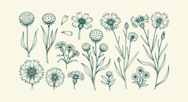 Hand Drawn Botanical Cornflower Sketch Set Vintage Wildflower Engraving Floral Illustration Design