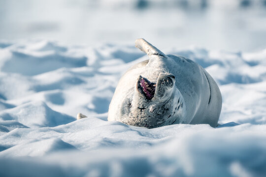 View of a seal lying on its back with its mouth open on the snow at Paradise Bay Antarctica.