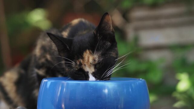 Tortoiseshell kitten lapping milk from bowl