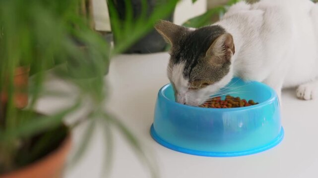 Domestic shorthair cat eating from blue bowl
