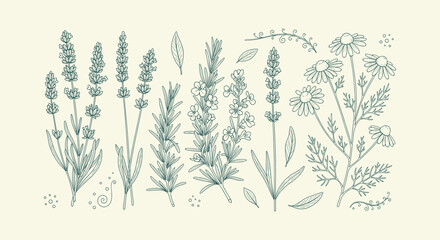 Vintage hand drawn sketch of lavender rosemary and chamomile herbal flowers for medical and beauty. © vectorial