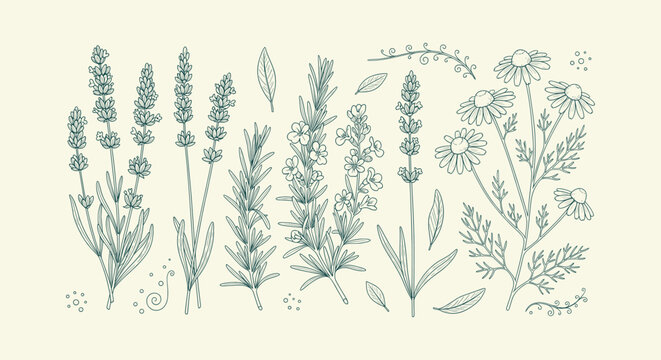 Vintage hand drawn sketch of lavender rosemary and chamomile herbal flowers for medical and beauty.