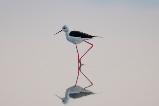 Black-winged stilt (Himantopus himantopus) at dawn, very long-legged wader in the avocet and stilt family. Nature reserve of the Isonzo river mouth, Isola della Cona, Friuli Venezia Giulia, Italy.	