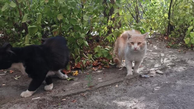 Two homeless street cats, one black and white and one ginger, sit on the ground near green bushes. Concept of stray animals, urban wildlife, animal welfare, and pet abandonment.