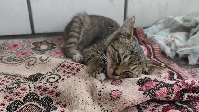 A tiny homeless tabby kitten sleeps curled up on an old patterned blanket outdoors. The vulnerable state of the abandoned animal highlights the need for rescue and adoption.