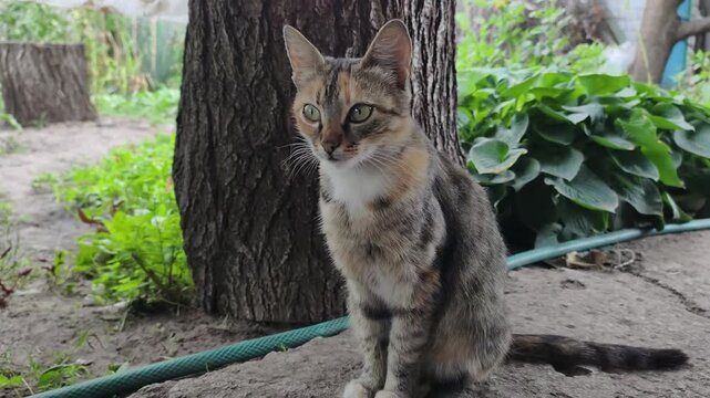 A young calico tabby cat with green eyes sits by a tree in a backyard, looking around curiously. Concept of domestic pets, animal curiosity, backyard wildlife, and stray animals.