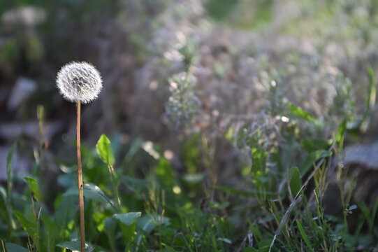Dandelion white puff ball seed head