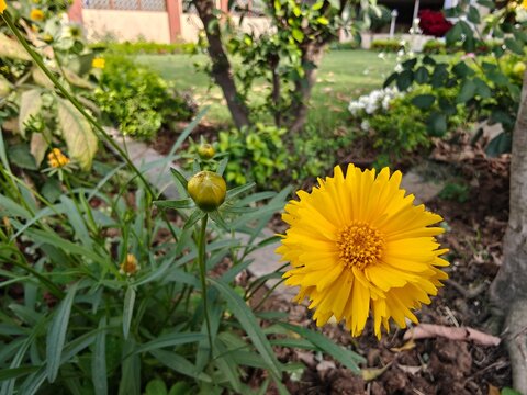Coreopsis grandiflora or tickseed flower