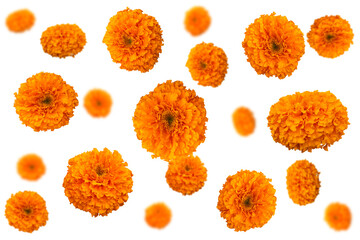 A collection of elements with scattered orange marigold flowers on a transparent background. © Tamara