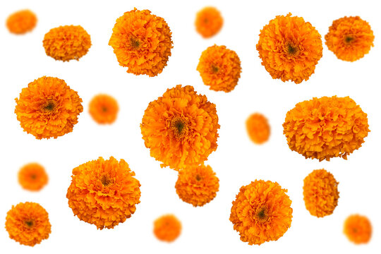 A collection of elements with scattered orange marigold flowers on a transparent background.