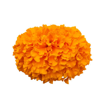 Orange marigold flower isolated on a transparent background. Side view.