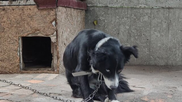 A sad black and white dog with different colored eyes sits on a chain by its kennel, looking around anxiously. Concept of animal neglect, loneliness, pet adoption, and guard dogs.