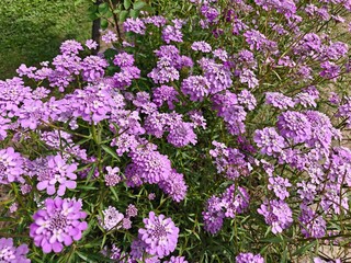 Obraz premium Candytuft or Iberis umbellata or bouquet fill flowers