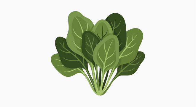 A minimalist vector graphic illustration of a bunch of leafy green spinach