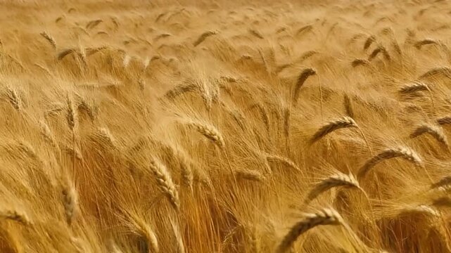 golden ripe wheat field swaying gently in the wind in slow motion video footage
