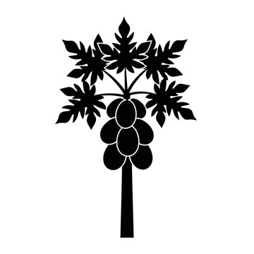 Silhouette of a papaya tree with fruits and leaves, black and white illustration.