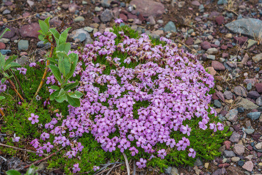 Moss campion (Silene acaulis)