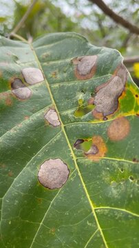 Sick Leaf with Spots Concept of Toxic Relationships Vertical Video