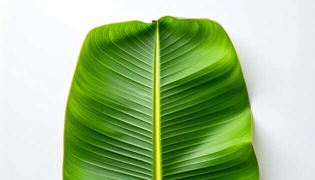 A large green leaf with a prominent midrib sits on a plain surface.
