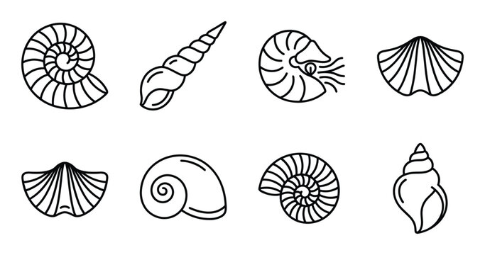 Collection of simple outline drawings of various seashells and marine life isolated on white background.