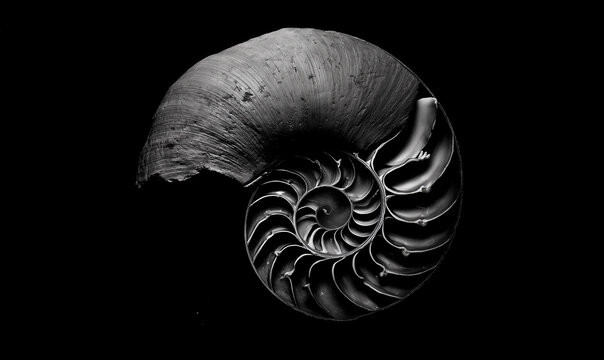 Monochrome Macro Study of Organic Nautilus Structure with Detailed Surface Texture