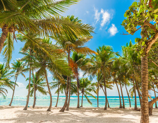 Obraz premium Bois Jolan beach palm trees by the shore