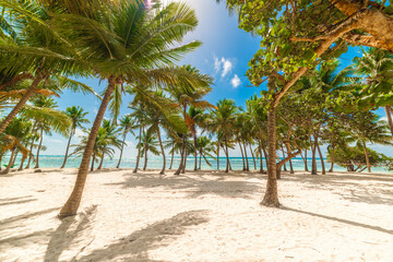 Obraz premium Bois Jolan beach with palm trees under a blue sky, empty shoreline