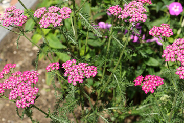 Pflanze Schafgarbe, Achillea © Holger