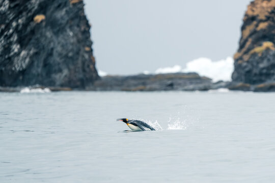 View of a king penguin porpoising through the ocean water with splashing waves and dark rocky cliffs in the background South Georgia and the South Sandwich Islands.