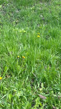 Green grass and yellow dandelions sway in the wind on a sunny spring day